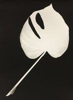 Barbara Knezevic, Monstera deliciosa, 2016